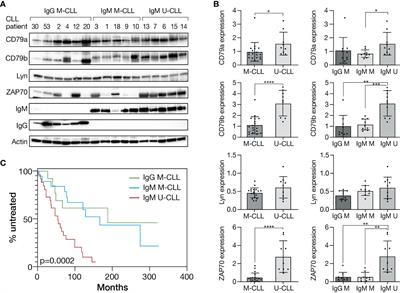 Spatial organization and early signaling of the B-cell receptor in CLL